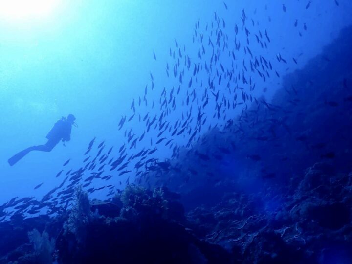 Tubbataha Reef Cruise　2026・T.Nの画像