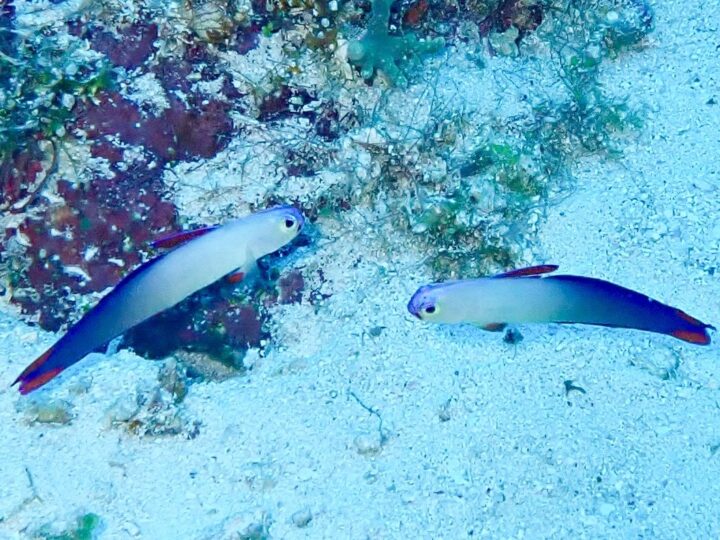 Tubbataha Reef Cruise　2026・S.Yの画像